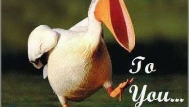 Birds good morning photo Greetings Images 390x220 - Birds good morning photo Greetings Images