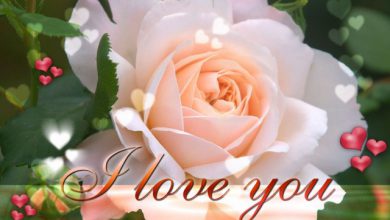 I Love You Darling Quotes Image 390x220 - I Love You Darling Quotes Image