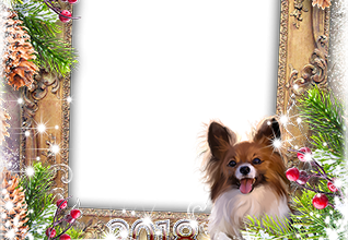 Calendar2018 Lights and a dog photo frame 318x220 - Calendar2018 Lights and a dog photo frame