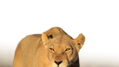 онлайн африканские охоты Львы 390x220 - фоторамка онлайн африканские охоты Львы