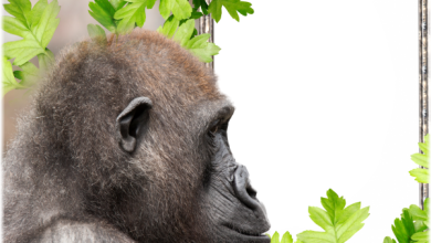 онлайн обезьяна горилла 390x220 - фоторамка онлайн обезьяна горилла