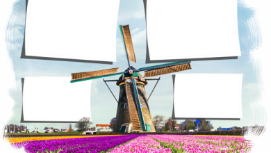 онлайн фото Голландия тюльпаны мельница 390x220 - фоторамка онлайн фото Голландия тюльпаны мельница