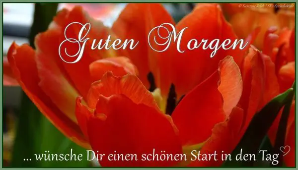 bilder von sprüche zum guten morgen kostenlos