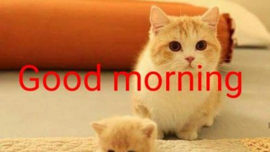 Animals Greeting Good morning good morning Images