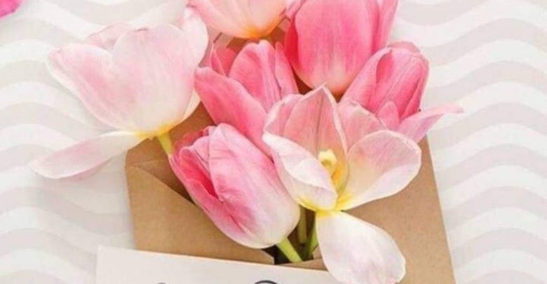 Rose good day morning photo Greetings Images