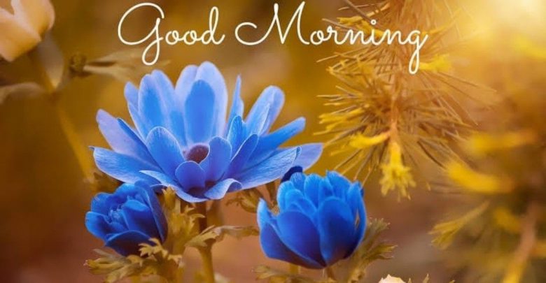 Rose good morning greetings photos Greetings Images