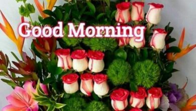 Rose good morning image Greetings Images