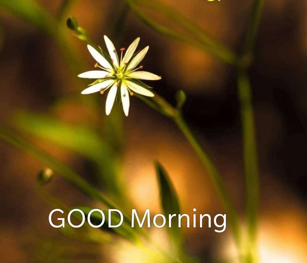 Rose new good morning image Greetings Images - Imagez