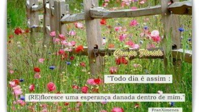 Bom Dia Amizade Especial Para Facebook