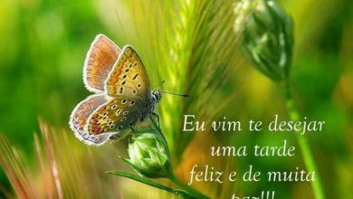 Frases Boa Tarde