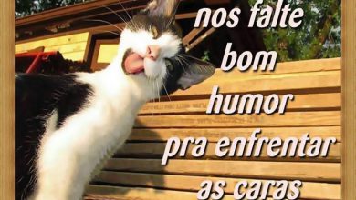 Frases De Bom Dia Para Os Amigos Para Facebook