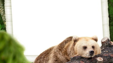 онлайн бурый медведь 390x220 - фоторамка онлайн бурый медведь