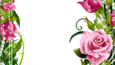 онлайн розы и жемчуг 390x220 - фоторамка онлайн розы и жемчуг
